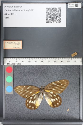 Media type: image;   Entomology 130379